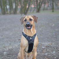 True Love Reflective Heavy Duty Harness Black XS