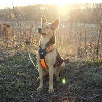 True Love Reflective Heavy Duty Harness Orange M