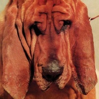 Ty Segall Goodbye Bread CD Album