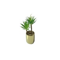 Tiff Pot Succulent Plant