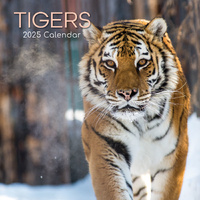 Tigers - 2025 Square Wall Calendar Pets Animals 16 Months Premium Planner Gift