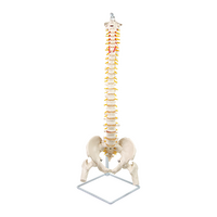 Life Size Flexible Spine Pelvis & Femur Model – Anatomical Skeleton Display