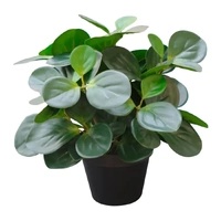 Potted Artificial Peperomia 34cm
