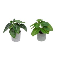 eWholesale Set 2 Artificial Syngonium & Pilea Plants Plastic Pot 7x17cm
