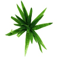 eWholesale Aloe Vera Stem 30cm Artificial Plant