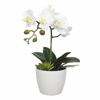 eWholesale White Phalaenopsis Orchid Single Stem 35cm