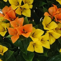 eWholesale Flowering Yellow & Orange Bougainvillea Tree 90cm UV Resistant
