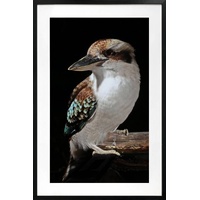 eWholesale Mystery Kookaburra Framed Wall Art Glass 80x120cm