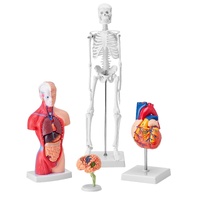 Human Anatomy Models Bundle Set, Brain, Human Torso Body, Heart, Skeleton Model Set of 4, Hands-on 3D Model Study Tools Teaching Models for Physiology