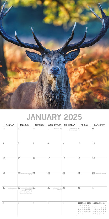 Country Wildlife - 2025 Square Wall Calendar Animals 16 Months Premium Planner