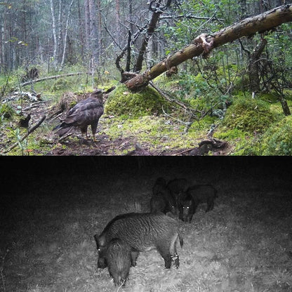 20mp 1080p Night Vision Mms Infrared Hunter Camera for Wildlife