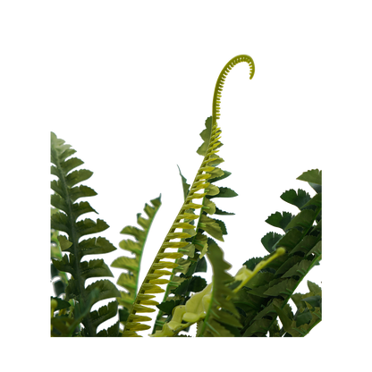 Faux Boston Bush Stem